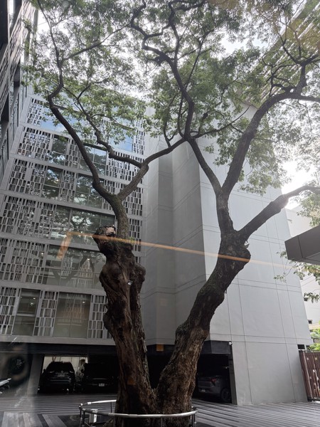 Picture of 1 bed Condo in Via Botani Khlong Tan Nuea Sub District C021063